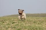LAGOTTO 055